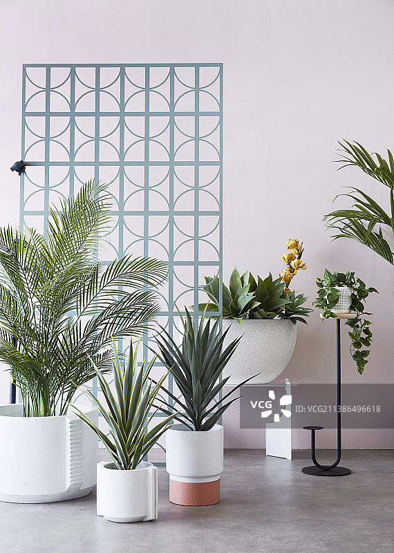 粉彩墙前的各种室内植物图片素材