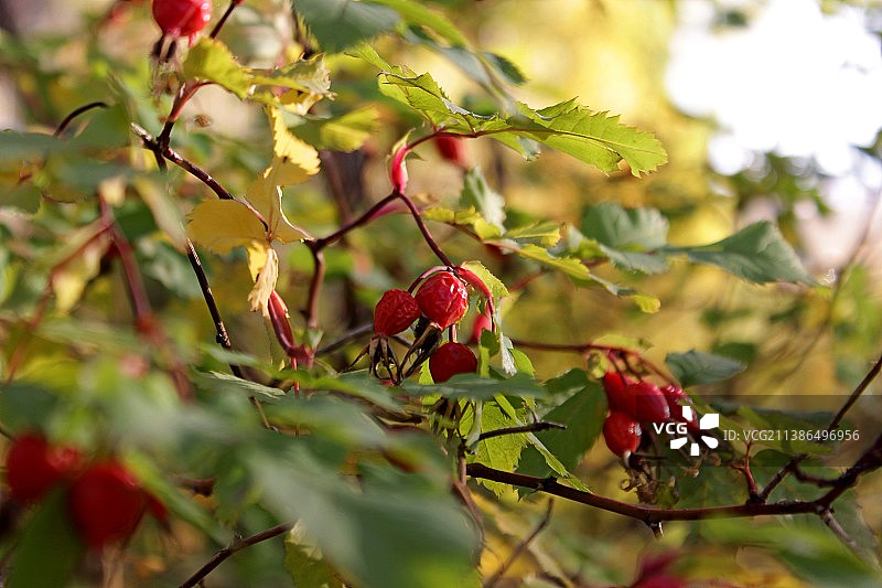绿叶红果的野生玫瑰图片素材