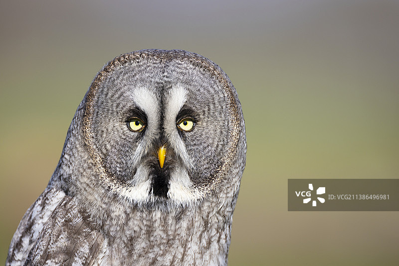 大灰猫头鹰特写肖像图片素材
