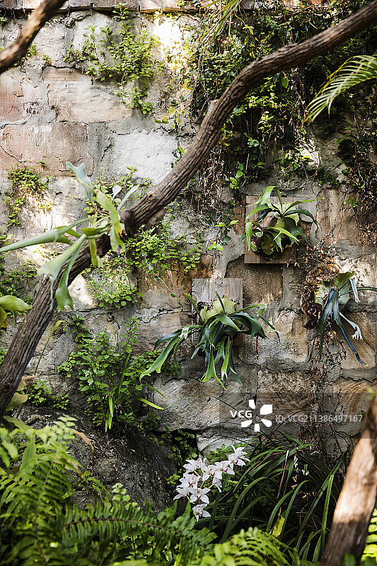 自然花园中杂草丛生的墙壁图片素材