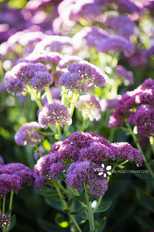 花园里的紫色柱子图片素材