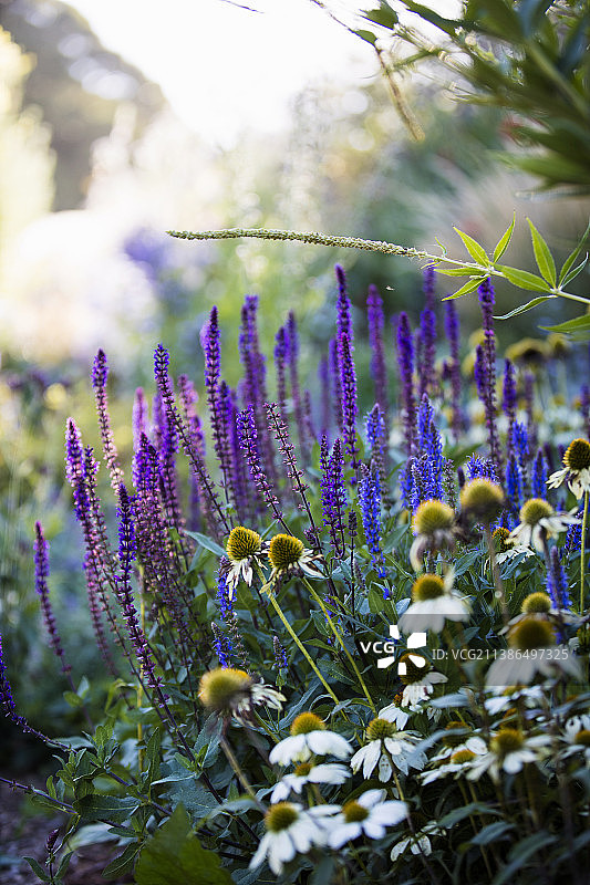 自然夏季花园中的多年生开花植物图片素材