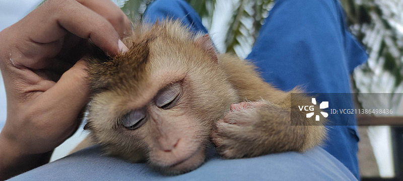 在泰国，手部特写爱抚并抱着一只正在睡觉的猴子图片素材