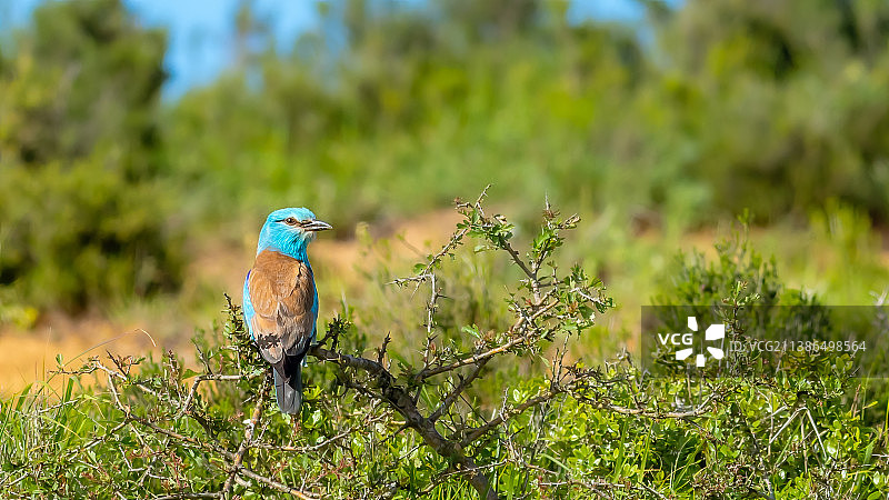 栖息在树上的丁香花特写，土耳其图片素材