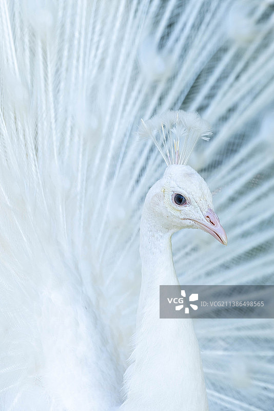 白色孔雀特写，万森木，巴黎，法国图片素材