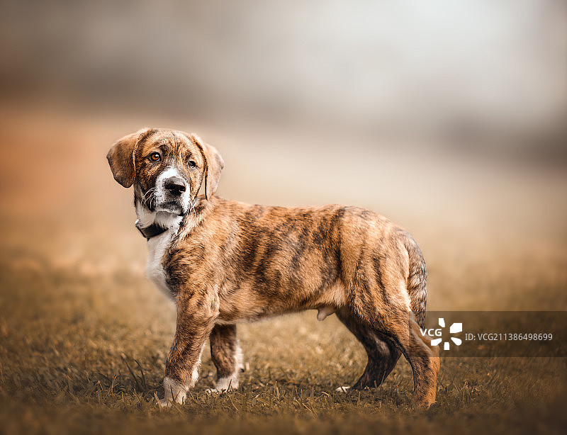 走在泥路上的混血女性肖像图片素材