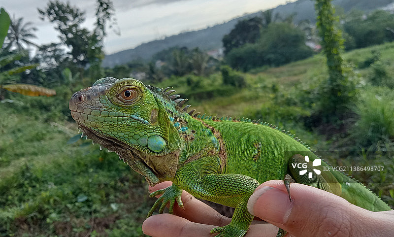 手持绿鬣蜥的特写，印度尼西亚图片素材