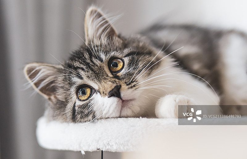 猫的特写肖像图片素材