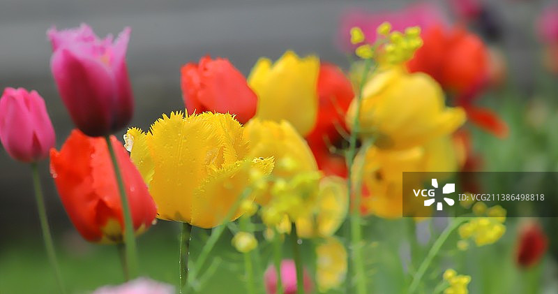 红色郁金香的特写图片素材