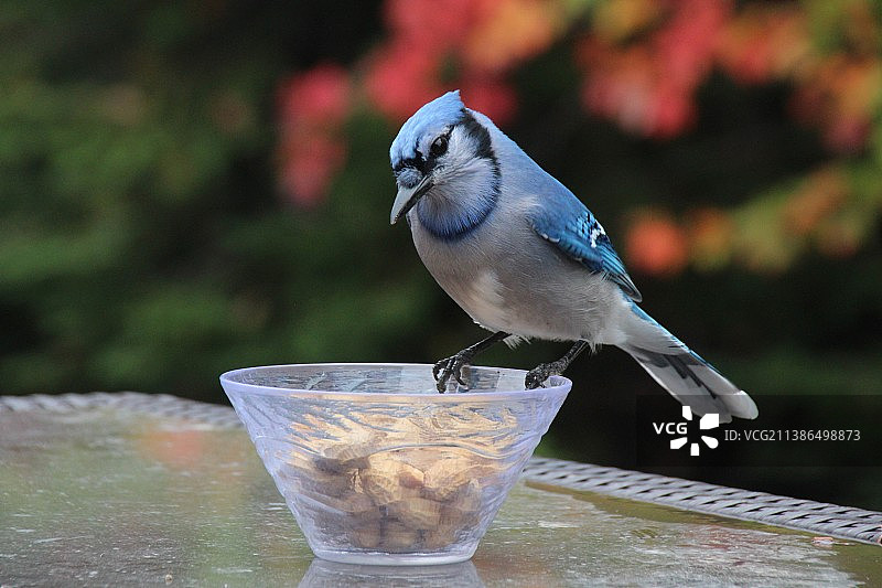 在玻璃上栖息的特写图片素材