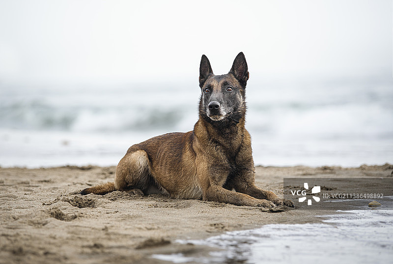 躺在海滩上的比利时马里努阿犬图片素材