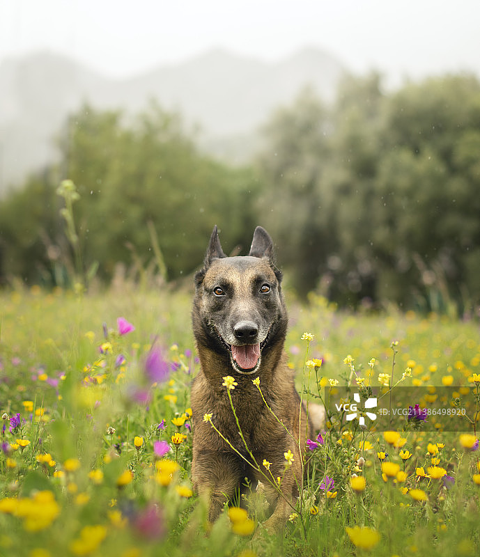漂亮的比利时马里努阿犬在雨后的春天里躺在花丛中图片素材