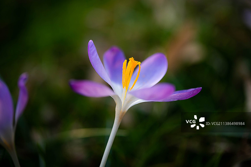 紫色番红花的特写图片素材