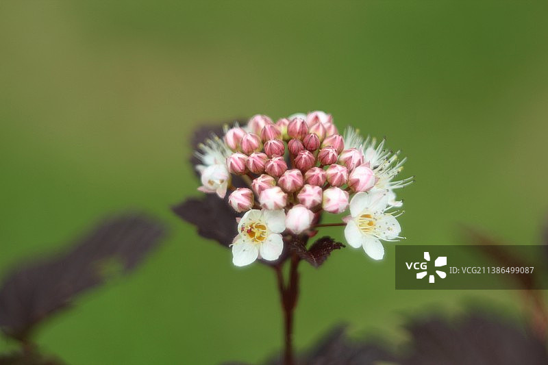 粉红色开花植物的特写图片素材