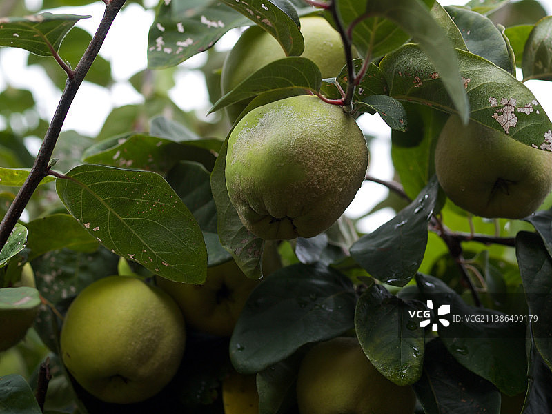 澳大利亚树上生长的水果特写图片素材