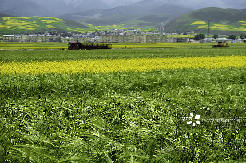 青海 门源 油菜花节图片素材