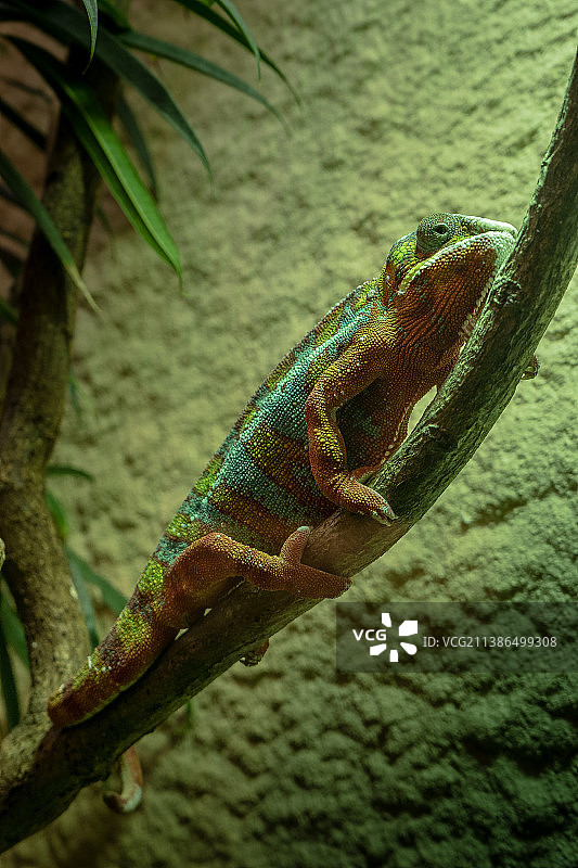 树上的蛇的特写图片素材