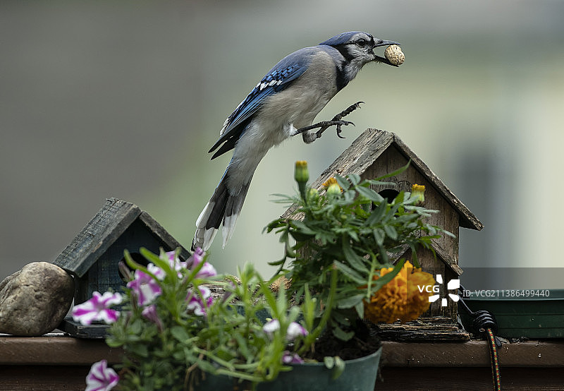松鸦栖息在木头上特写，美国马里兰州银泉图片素材