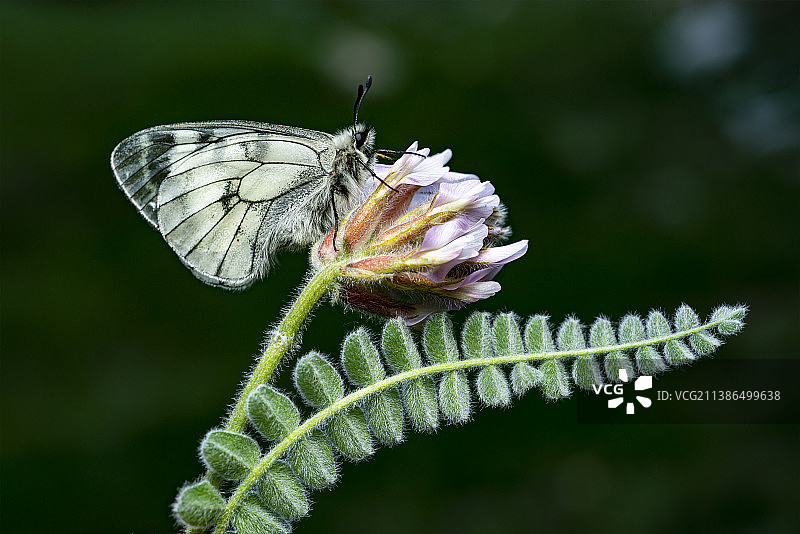 蝴蝶在花上授粉的特写图片素材