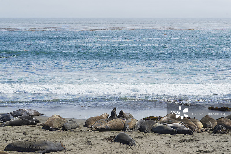 圣西蒙海岸海狮的风景，美国图片素材