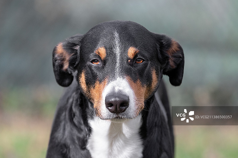 壁虱附着在阿彭策尔森纳犬眼睛旁边的特写图片素材