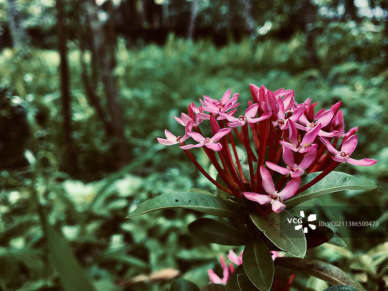 粉红色开花植物的特写图片素材