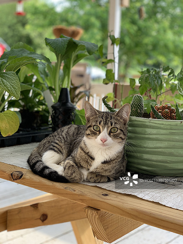 坐在桌子上的猫的画像，美国宾夕法尼亚州斯普林镇区图片素材