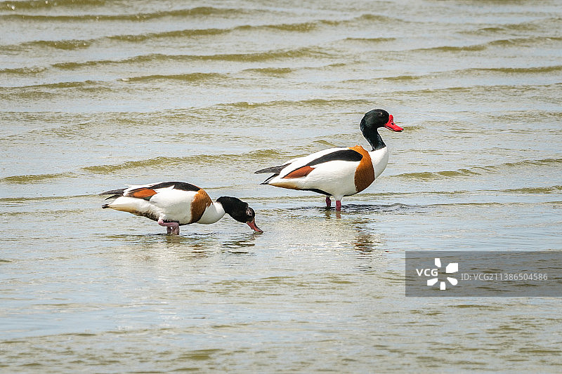 两只绿头鸭，荷兰图片素材