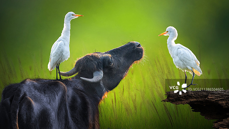 栖息在树上的鸟类特写，印度喀拉拉邦特里凡得琅图片素材