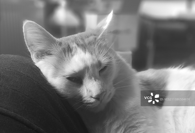 德国黑白图像：睡觉的虎斑猫特写图片素材