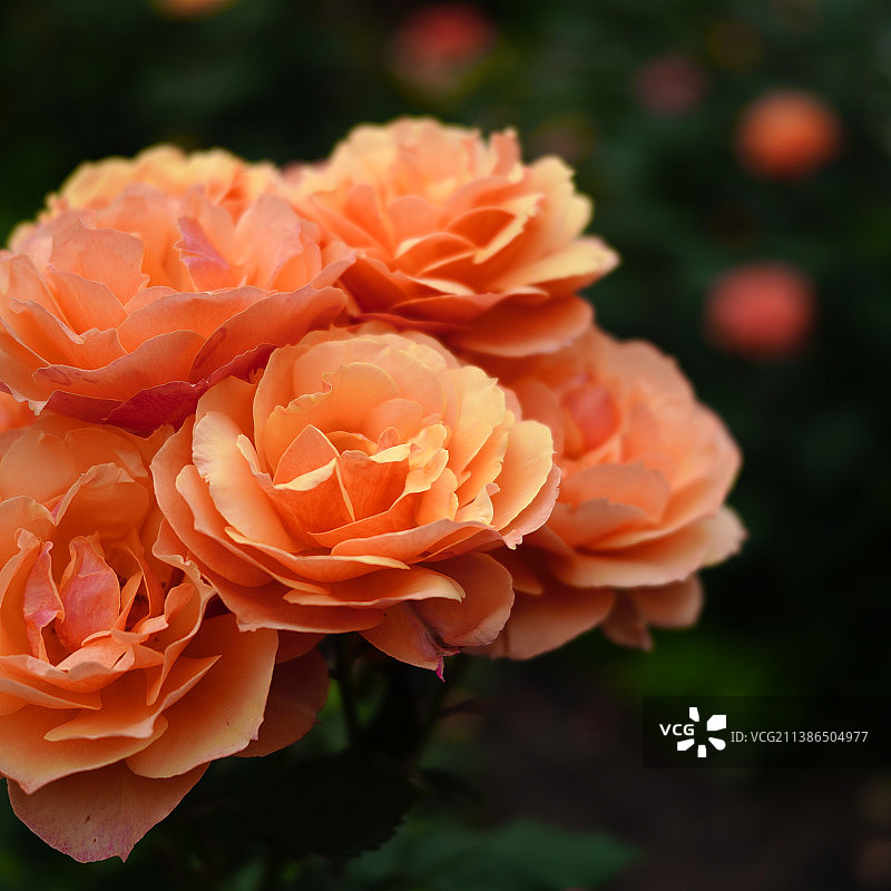 橙色玫瑰特写图片素材