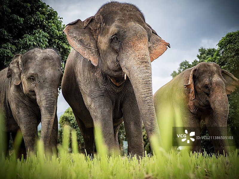 三只大象在草地上行走的低角度视图图片素材