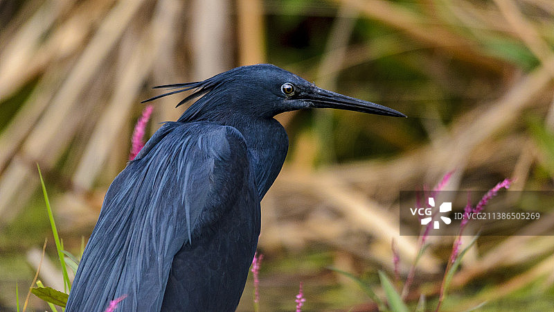 南非奈杰尔原野上栖息的苍鹭特写图片素材