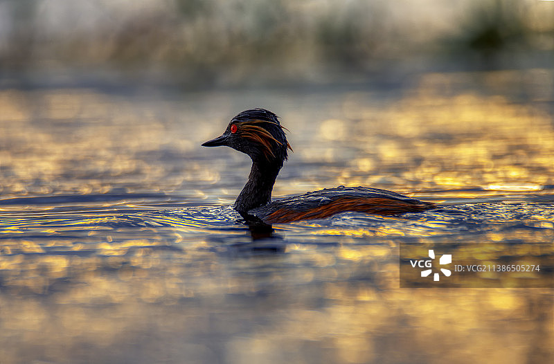 鸭子在湖里游泳的特写图片素材