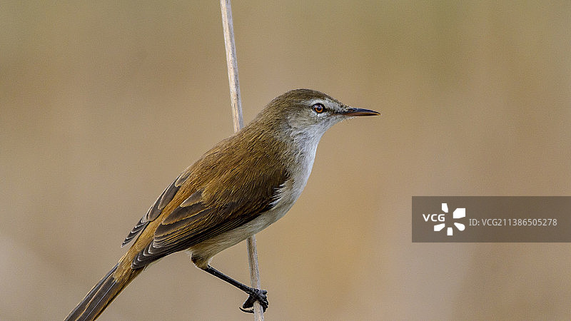 歌莺栖息树枝特写，南非奈杰尔图片素材