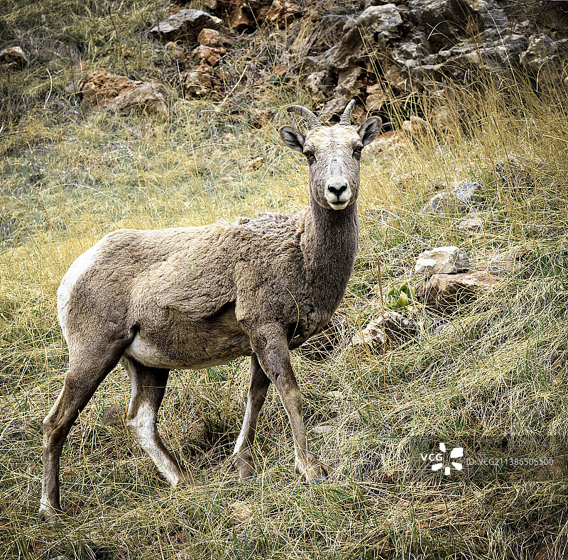 原野上的鹿画像，美国卡斯特州立公园图片素材