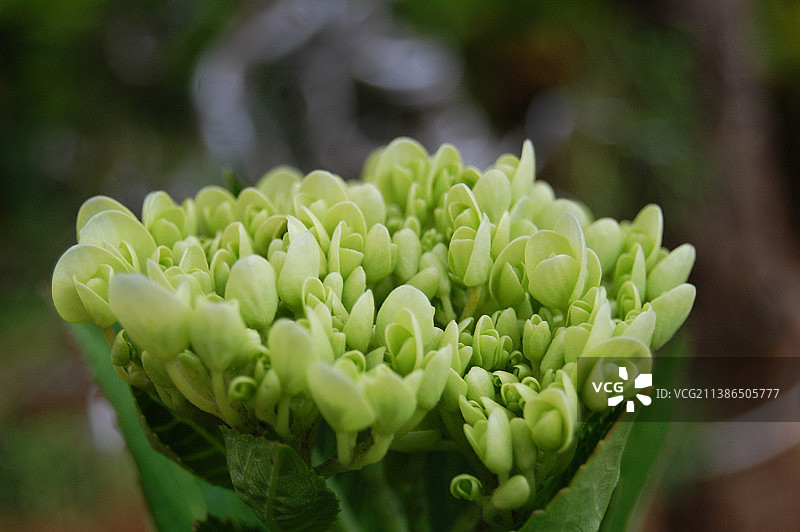 越南林同省大叻的开花植物特写图片素材