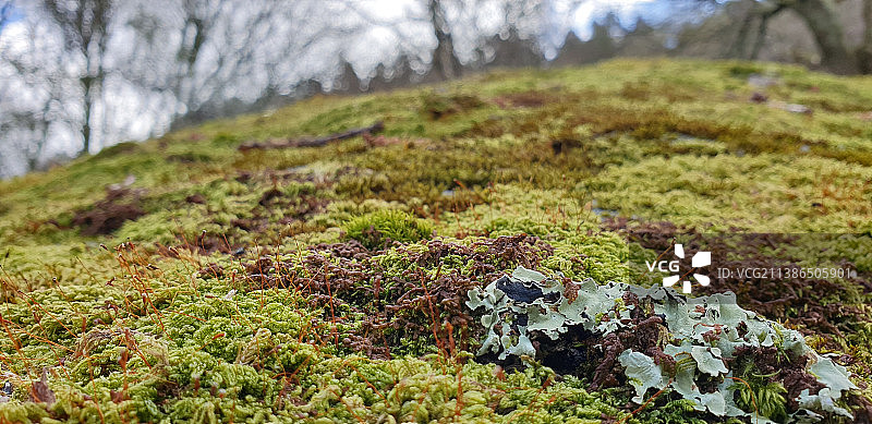 爱尔兰德里博恩岩石上生长的苔藓特写图片素材
