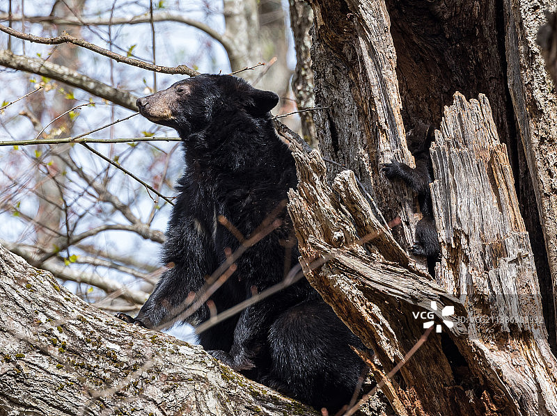 仰视角度拍摄的松鼠在树干上图片素材