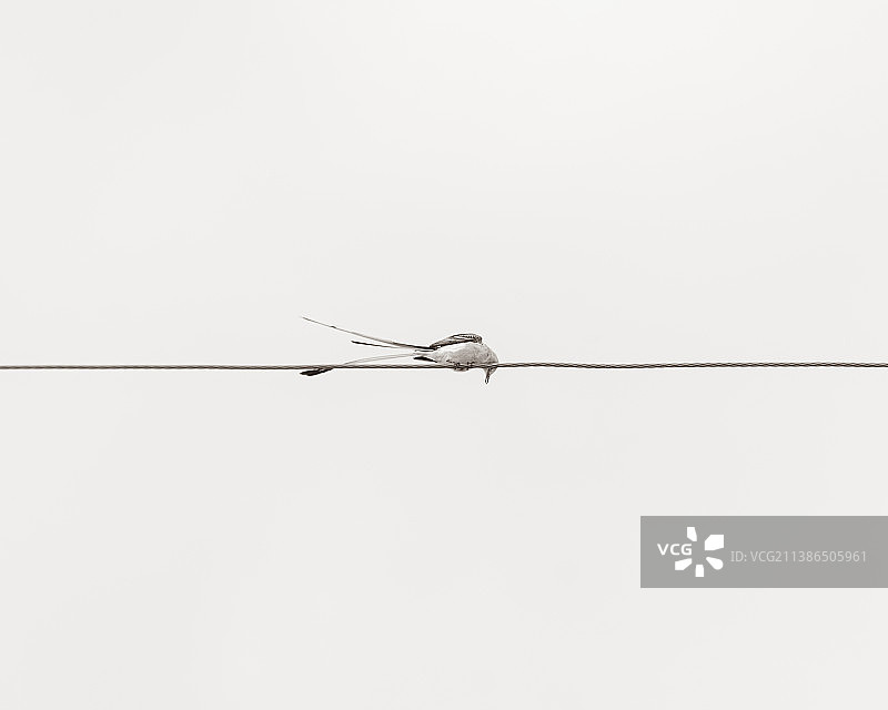 鸟类栖息在电缆上的低角度视图图片素材