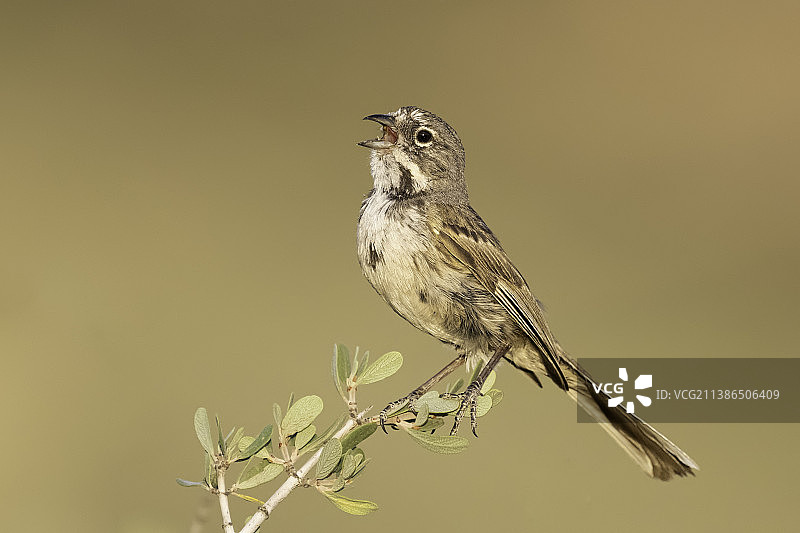 美国加利福尼亚州圣贝纳迪诺栖息在树枝上的鸣禽画眉特写图片素材