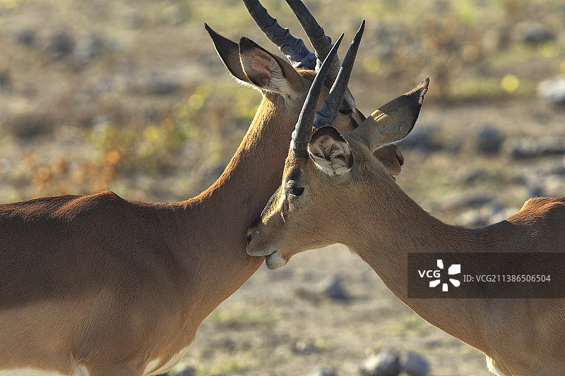 站立在田野上的鹿的特写图片素材