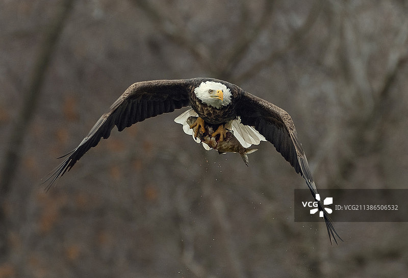 特写：飞过光秃树木的鹰，美国艾奥瓦州达文波特图片素材