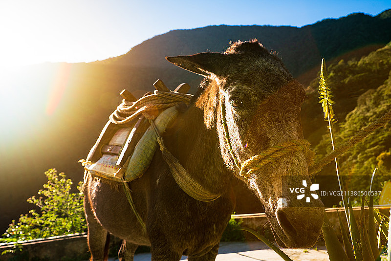 日落时分哥伦比亚圣玛尔塔驴的特写图片素材
