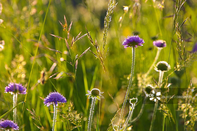 田野上紫色开花植物的特写图片素材