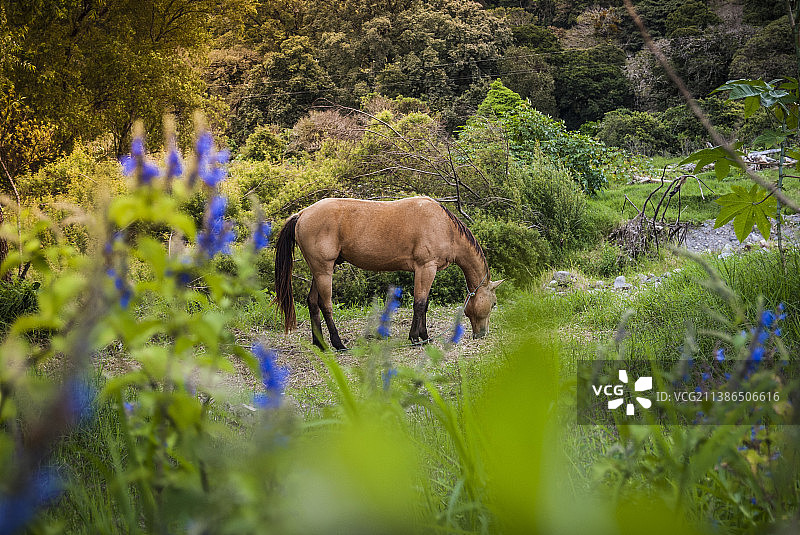 马在田野上吃草的侧面图，巴拿马图片素材