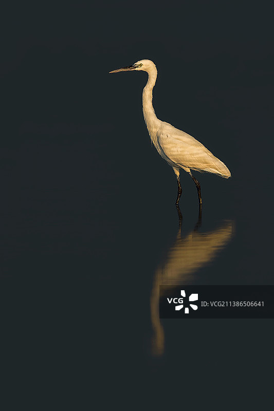 湖中栖息的白鹭侧面图，伊朗基什岛图片素材