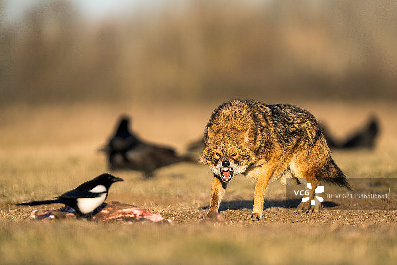 金色胡狼保护生肉免受鸟类侵扰图片素材