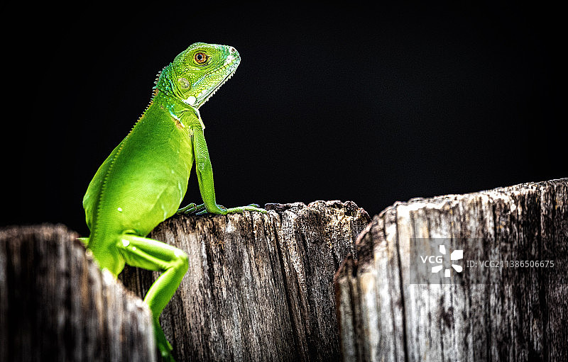 木头上鬣蜥的特写图片素材