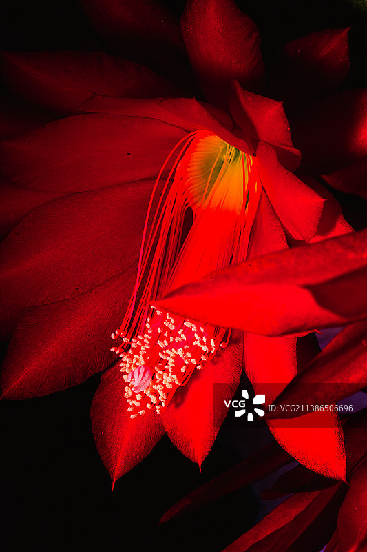 红玫瑰的特写图片素材